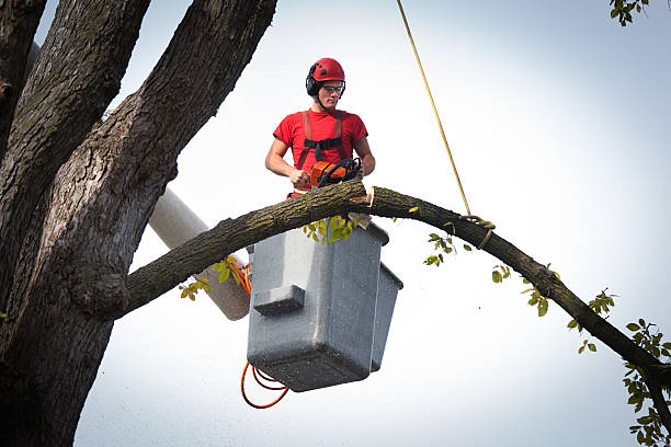 Best Hazardous Tree Removal  in USA